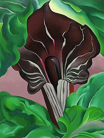 Georgia O'Keeffe, Arácea n° 2 (Jack-in-the-Pulpit II), 1930, Washington, National Gallery of Art.