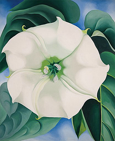 Georgia O'Keeffe, Jimsom Weed/Fleur blanche n° 1, 1932, Arkansas, Musée Georgia O'Keeffe.